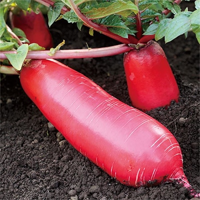 ミニダイコン 紅化粧(R)