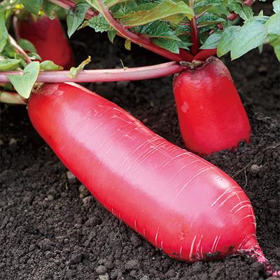 ミニダイコン 紅化粧（R）