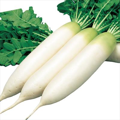 ダイコン 濱のはる