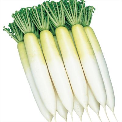 ダイコン 冬みね2号