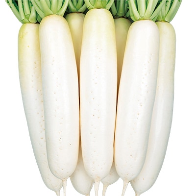 ダイコン 秋相撲