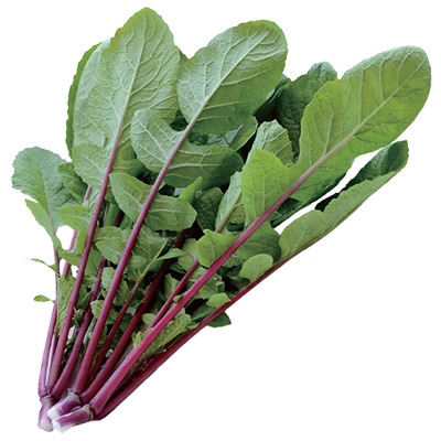 葉ダイコン 紅葉王