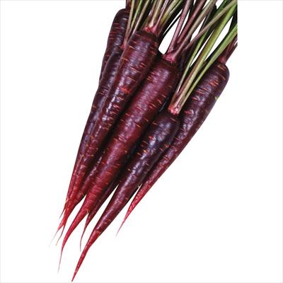 ニンジン パープルターゲット