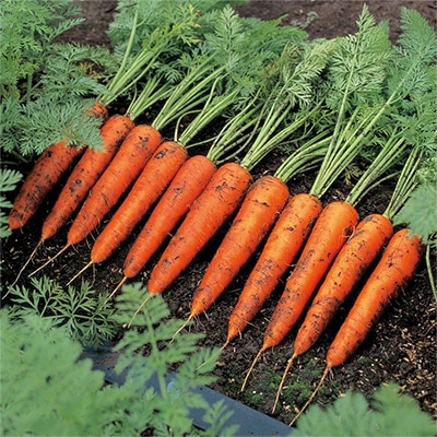 ニンジン ベーターリッチ(R)