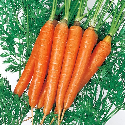ニンジン ベビーキャロット
