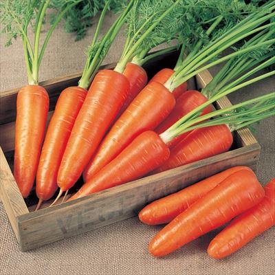 ニンジン ベーター441