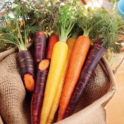 野菜 ハーブの種 キノコ 根菜類 根物野菜 ニンジン 種 タネ 球根 苗の通販はサカタのタネ オンラインショップ