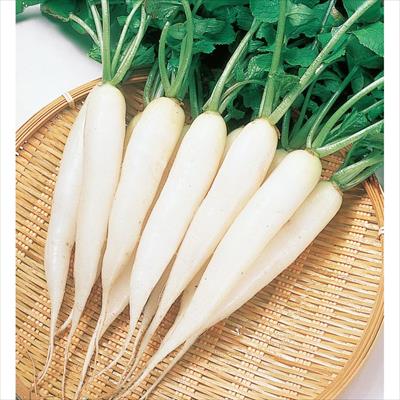 ハツカダイコン 雪小町