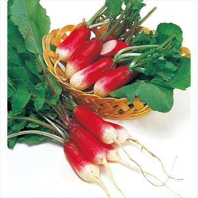 ハツカダイコン 紅白