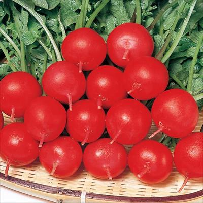 ハツカダイコン さくらんぼ