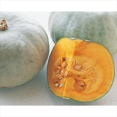 カボチャ 雪化粧