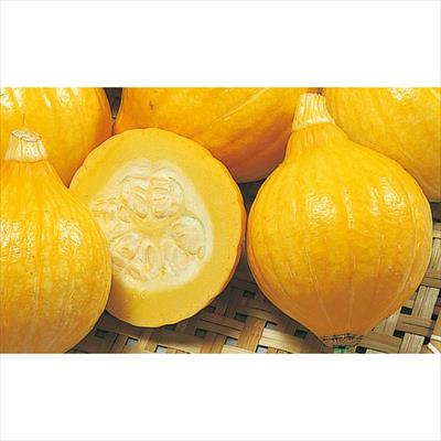 ミニカボチャ コリンキー