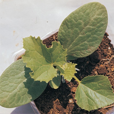 台木カボチャ 新土佐一号