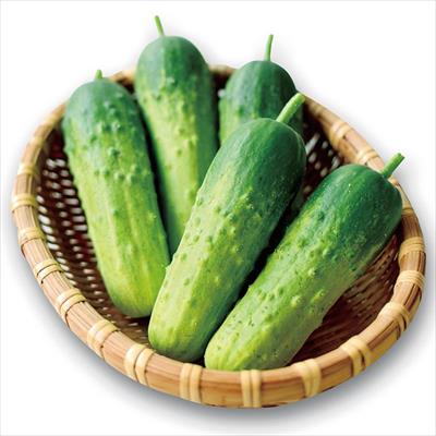 野菜・ハーブの種・キノコ/果菜類（実物野菜）/キュウリ｜種（タネ