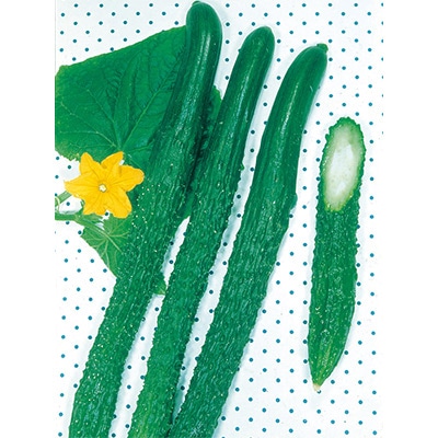 キュウリ  四葉