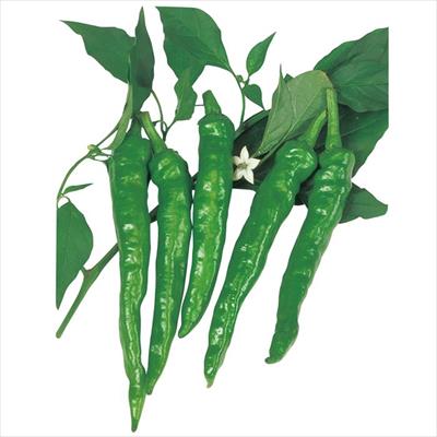 トウガラシ 伏見甘長トウガラシ