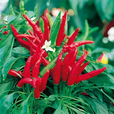 トウガラシ  八ツ房