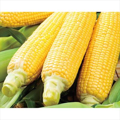 スイートコーン ゴールドラッシュ（R）86