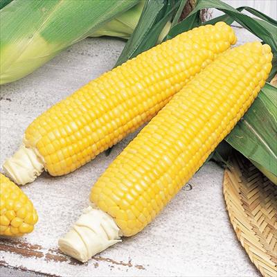 スイートコーン ゴールドラッシュ（R）90