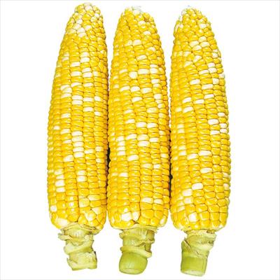 スイートコーン ハニーバンタム(R) ピーター235