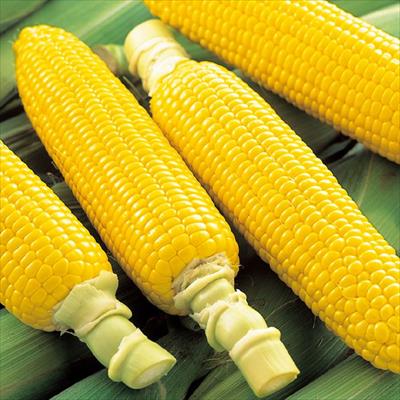 スイートコーン ゴールドラッシュ(R)