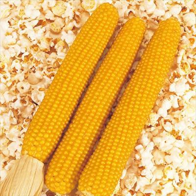 トウモロコシ ポップコーン イエローポップ