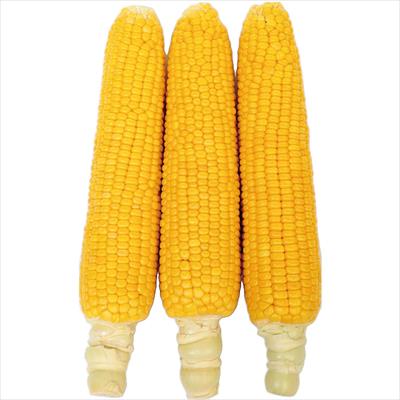 スイートコーン ハニーバンタム(R) ビッグ