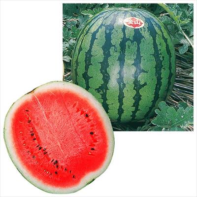 大玉スイカ 金山