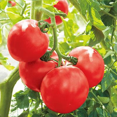 ぽたぽたとまとs トマト・ミニトマト｜種（タネ）,球根,苗,資材,ガーデニング