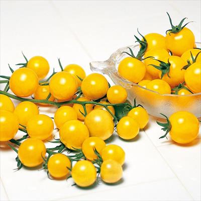 ミニトマト イエローキャロル 種 タネ 球根 苗の通販はサカタのタネ オンラインショップ