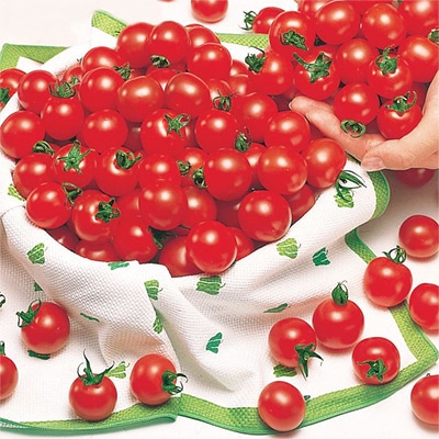 ミニトマト レジナ 種 タネ 球根 苗の通販はサカタのタネ オンラインショップ