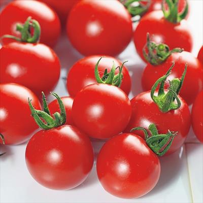 ミニトマト キャロルパッション