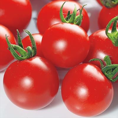 ミニトマト キャロルパッション