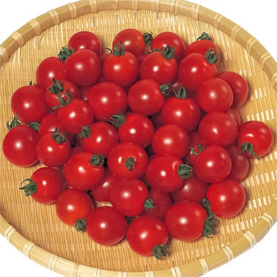 ミニトマト  キャロルクイーン