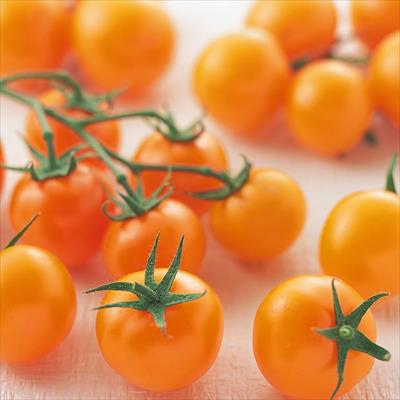 中玉トマト シンディーオレンジ