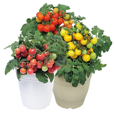 みにとまと ミニトマト レジナミックス｜種（タネ）,球根,苗,資材