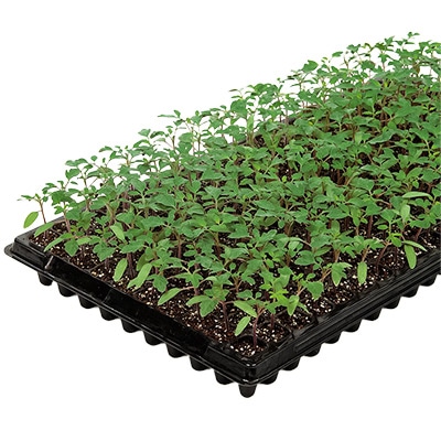 トマト台木 バックアタック