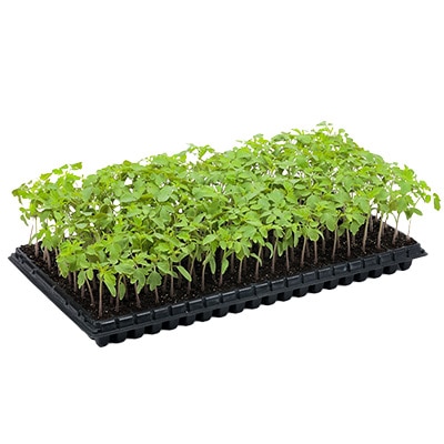 トマト台木 アシスト