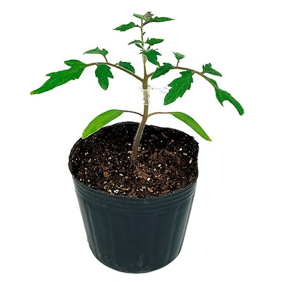 トマト台木 ブロック