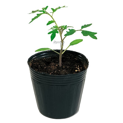 トマト台木 マグネット