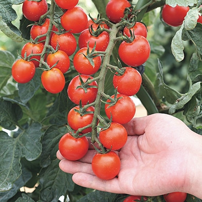 ミニトマト キャロルポポ