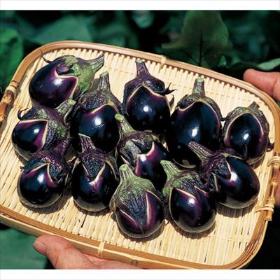 ナス うす皮味丸