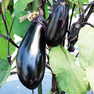 ナス とげなし輝楽