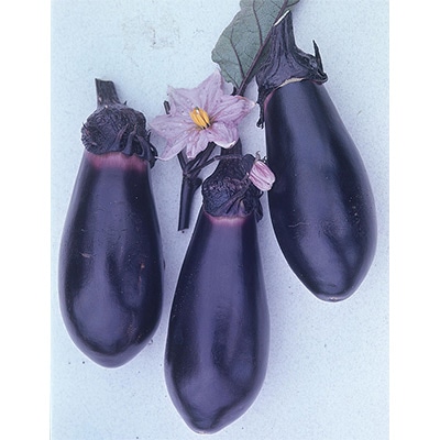 ナス  中長なす