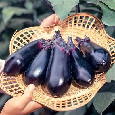 ナス はやぶさ茄子