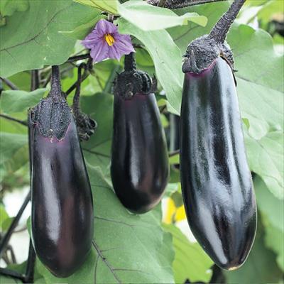 おうち野菜(R) ナス くろぷり(R)