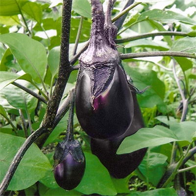 ナス ヘタ紫ナス