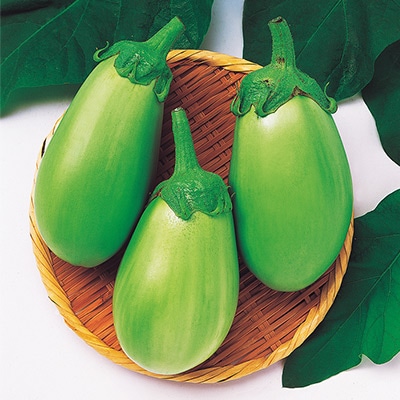 ナス 白丸茄子