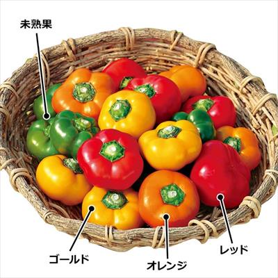 フルーツパプリカ セニョリータ(R)ゴールド