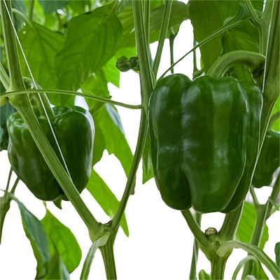 ピーマン ちぐさ